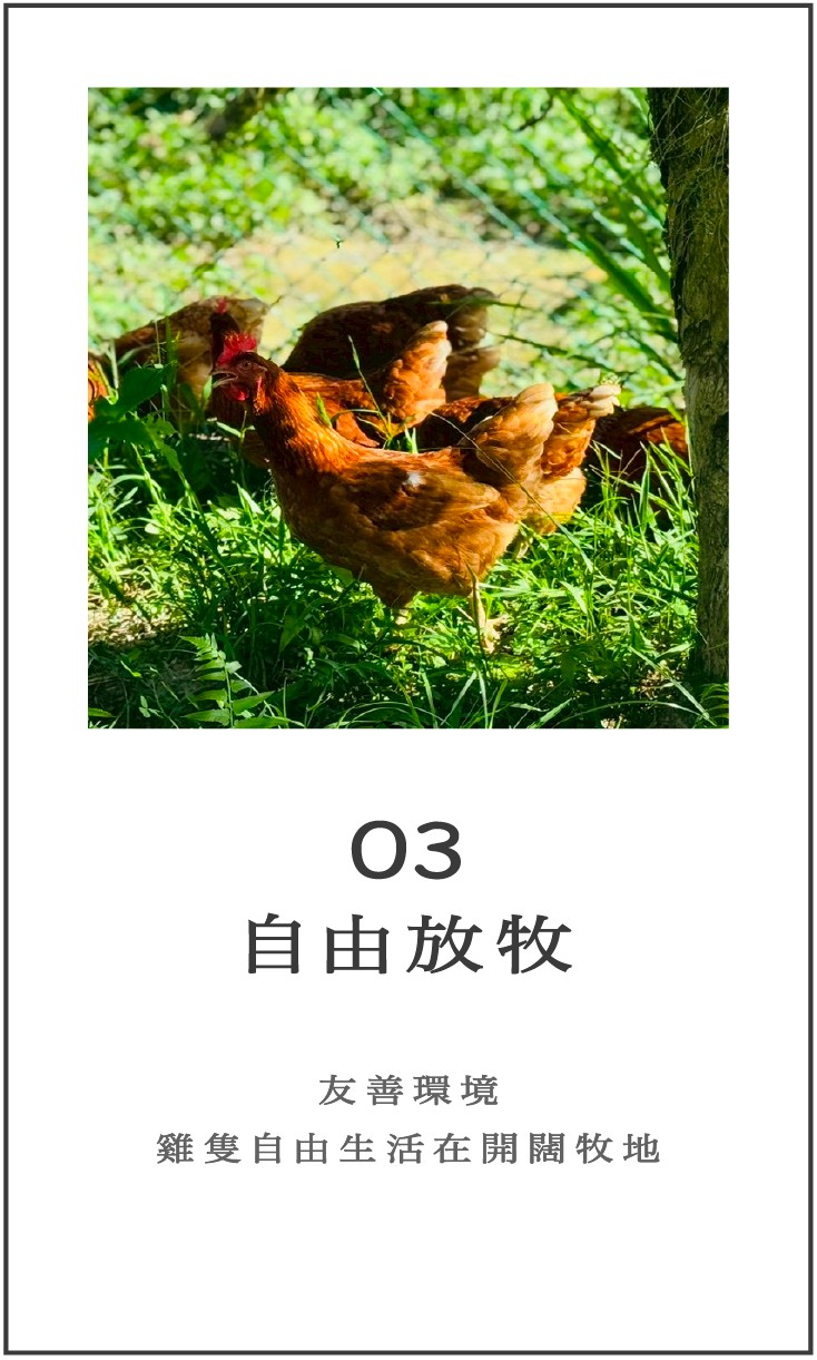 03 自由放牧